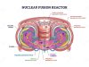 German startup raises $240M to commercialize net-energy fusion Nuclear Fusion Reactor