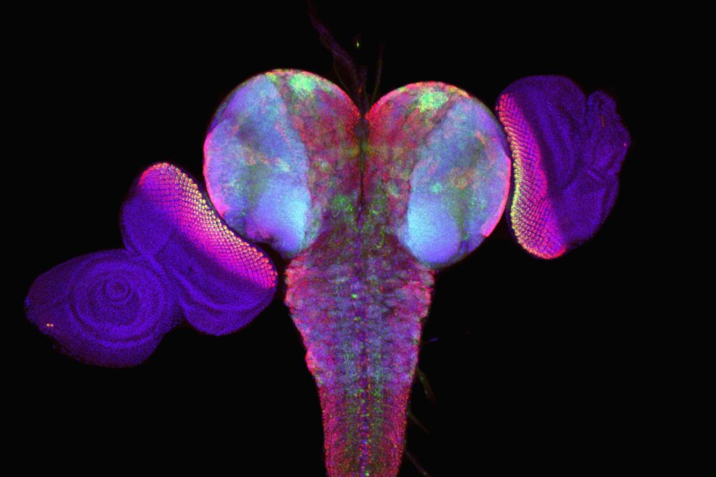 Researchers Recreate Fruit Fly Brain with 125,000 Neurons in Virtual Body
