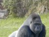 Gorilla Technology, Supermicro ink $2B AI infrastructure deal in India, expanding Asia Pacific collaboration Gorilla Technology, Supermicro ink $2B AI infrastructure deal in India, expanding Asia Pacific collaboration