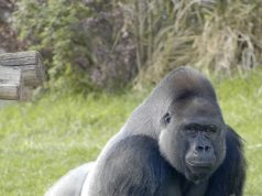 Gorilla Technology, Supermicro ink $2B AI infrastructure deal in India, expanding Asia Pacific collaboration Gorilla Technology, Supermicro ink $2B AI infrastructure deal in India, expanding Asia Pacific collaboration