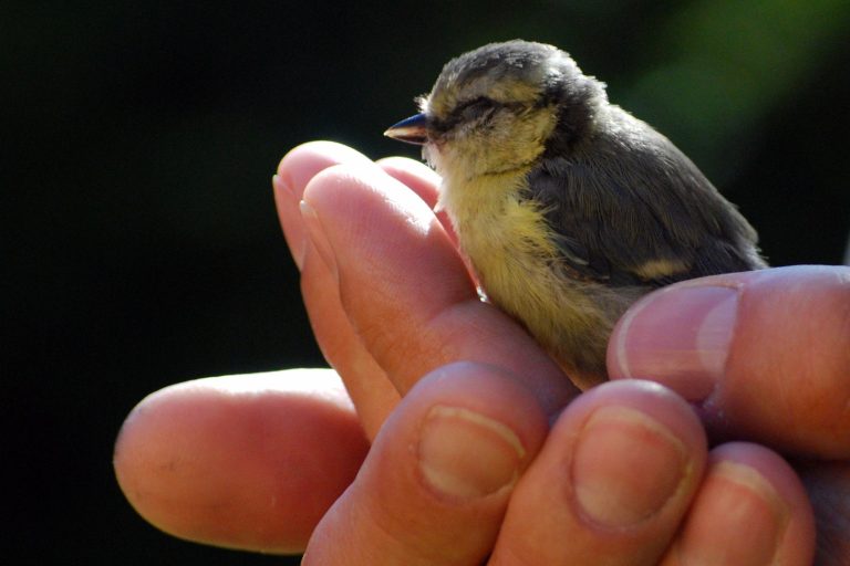 Bird window strike recovery times vary from minutes to hours