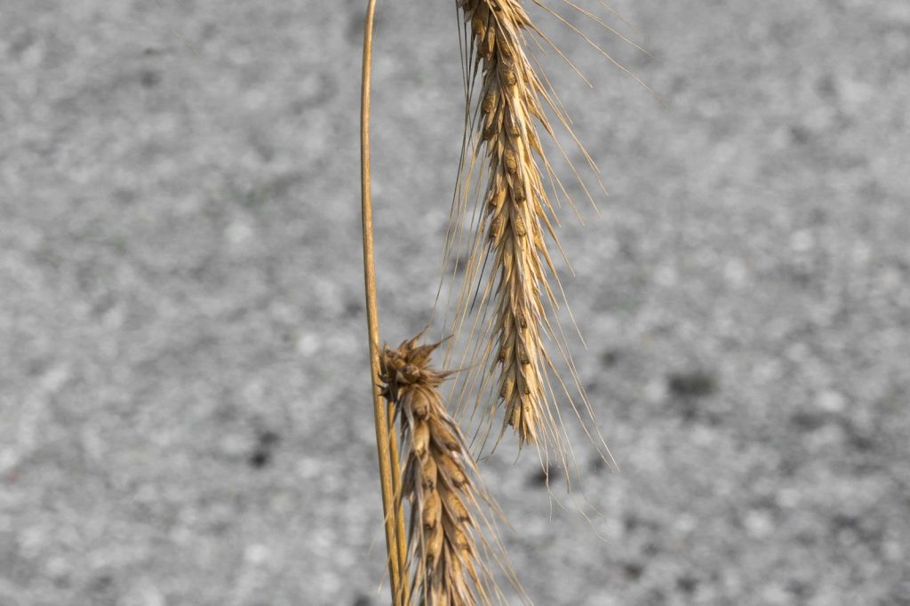 Chemists crack 30-year rye-pollen anti-tumor compound mystery
