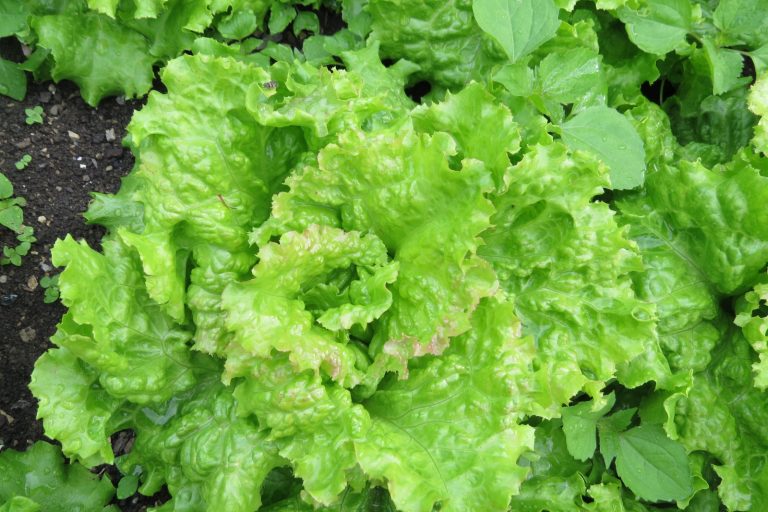 Ancient Egyptians first grew lettuce for oil, not salad leaves