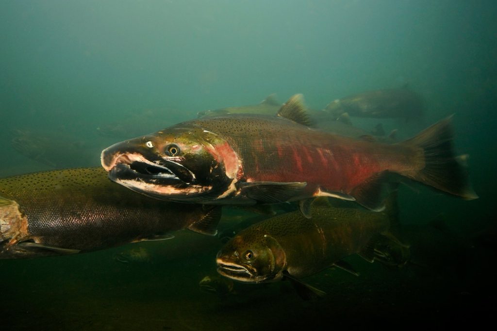 Historical Context: From Salmon Die-Offs to Human Health Concerns