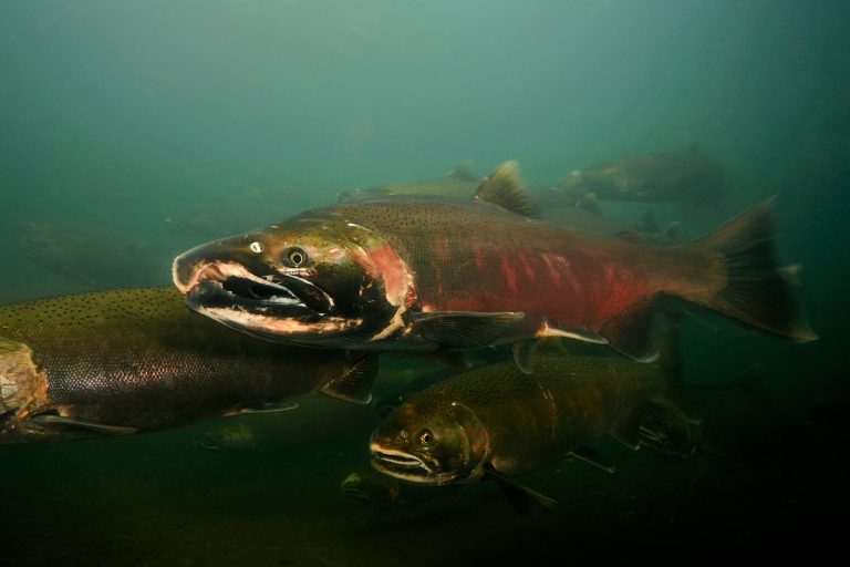 Historical Context: From Salmon Die-Offs to Human Health Concerns