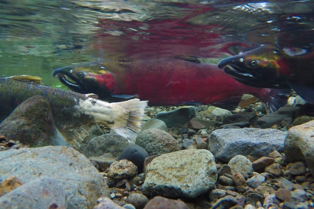 Toxic Tire Chemical 6PPD-Q Threatens Coho Salmon Survival