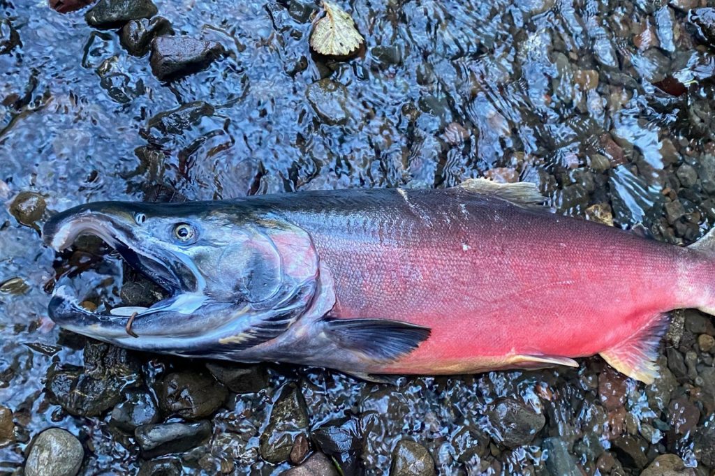6PPD-Quinone Linked to Coho Salmon Deaths in Urban Streams