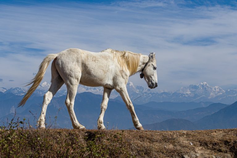 Domestic Horses Retain Ancient Fear Response to Wolves, Study Finds