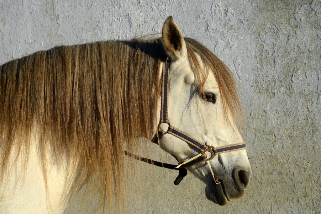 Horses Identify Ancient Predators in Video Experiment