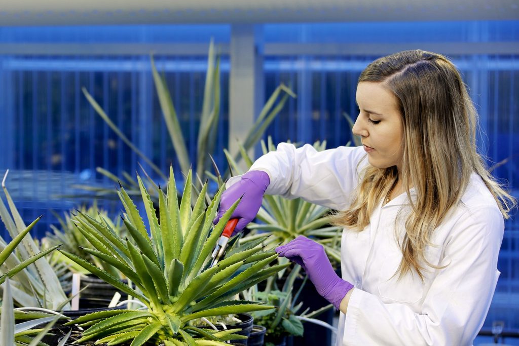 Visible Light Key to Photosynthesis and Plant Growth