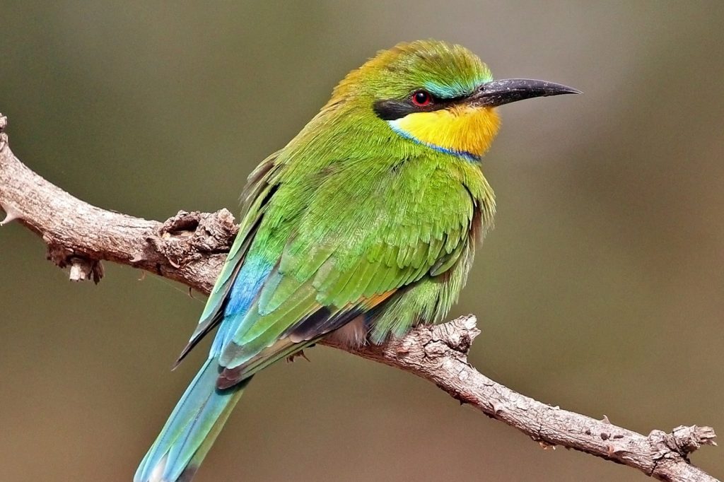 Bird Declines Signal Urgent Need for Environmental Action