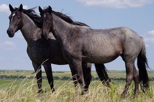 Horses’ ‘Poker Face’: Why Prey Animals May Hide Fear Responses