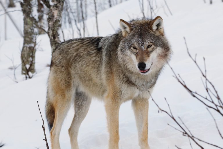 Horses Recognize Wolf Threat on Video Screen, Study Finds