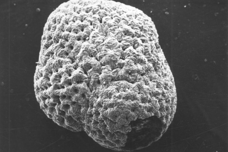 Mg/Ca Ratios in Foraminifera Shells Reveal Ancient Ocean Temps