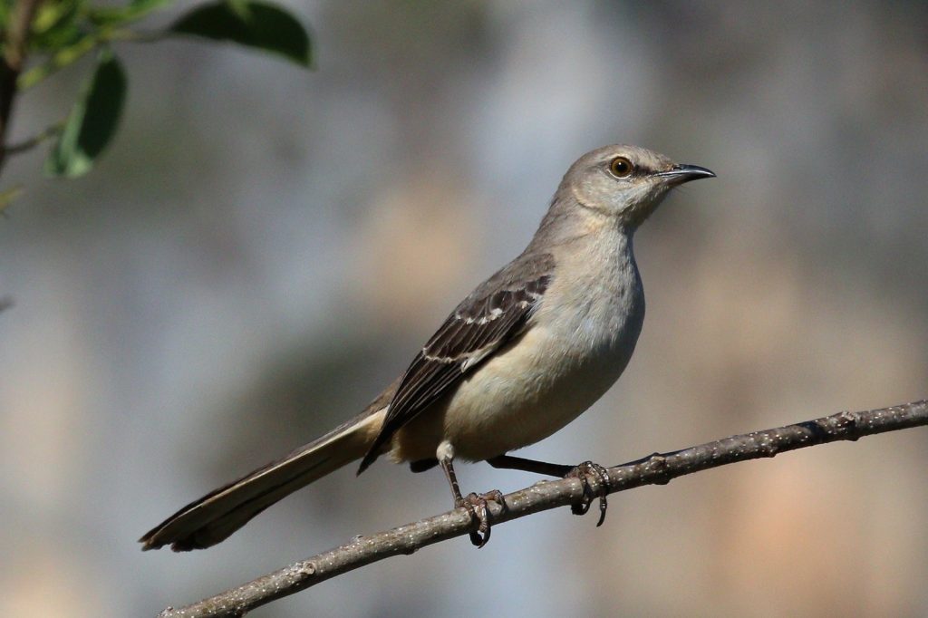 Mockingbirds\u2019 nighttime serenades driven by biological rhythm