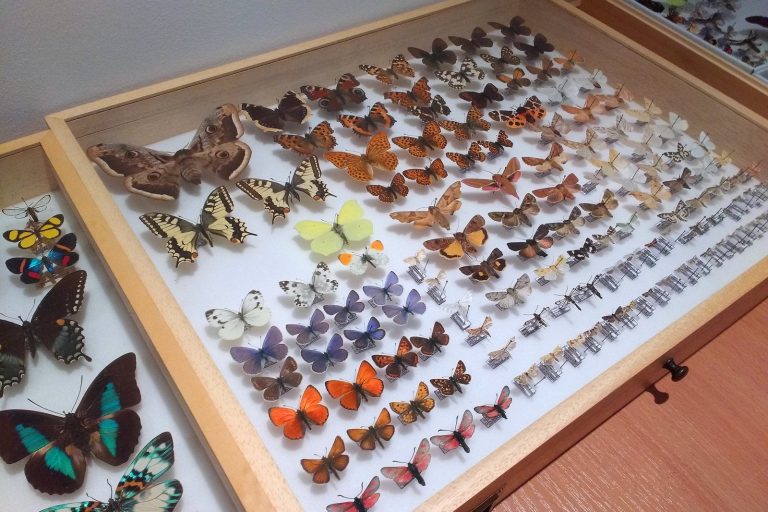 Taxonomy in the Age of AI: Species Classification Errors Grow