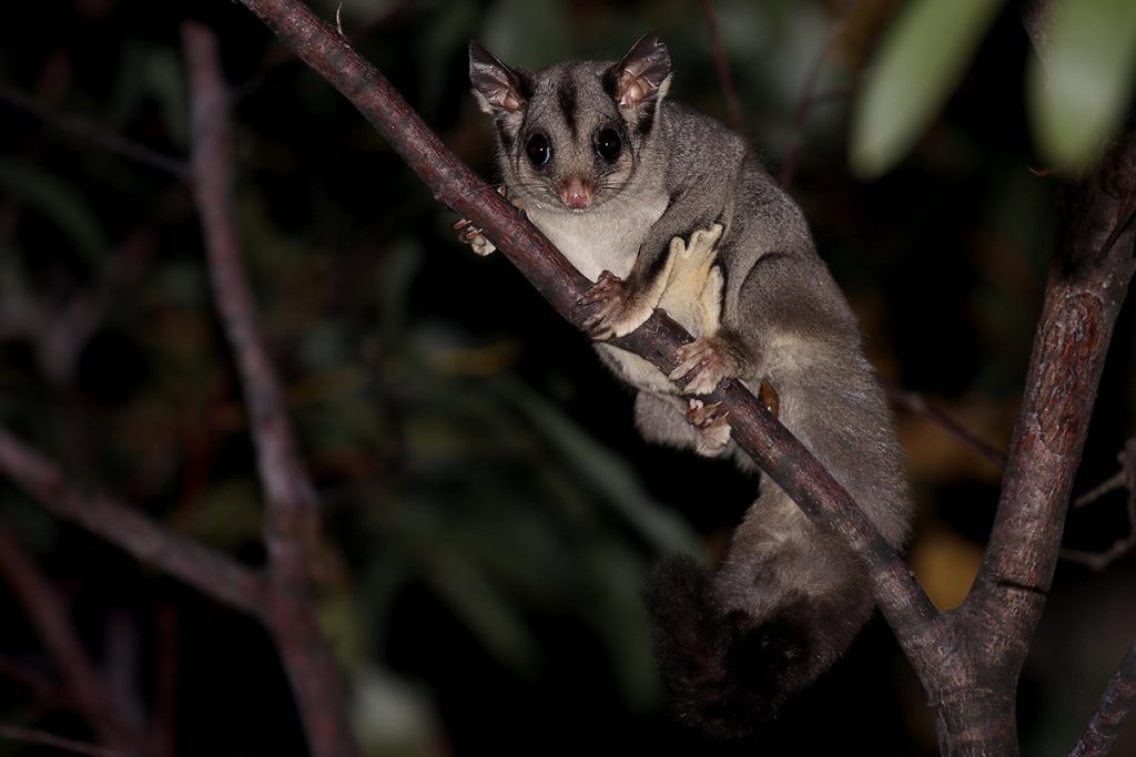 Sugar Gliders Cannot Fly; Researchers Explain Their Precise Gliding Mechanics