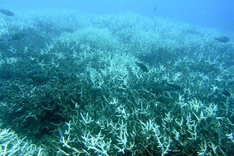 Ocean Deoxygenation: Science of Declining Dissolved Oxygen
