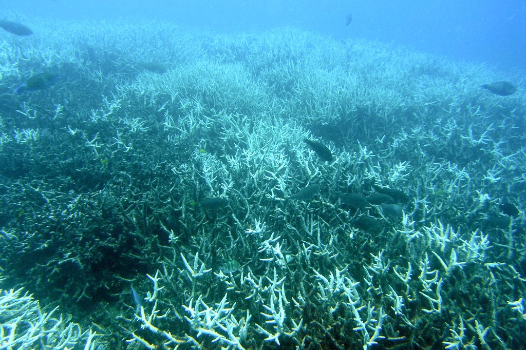 Ocean Deoxygenation: Science of Declining Dissolved Oxygen