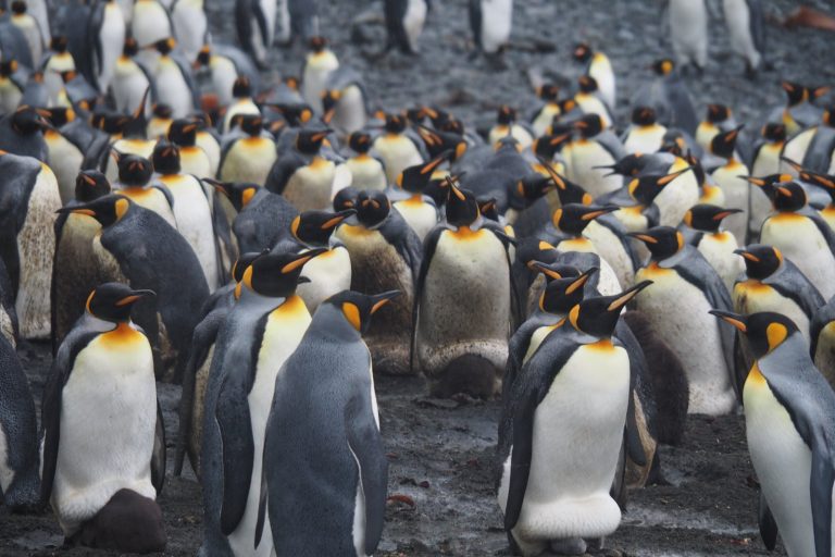 Shallow Depth of Magnitude 5 Quake Near Macquarie Island Amplified Shaking
