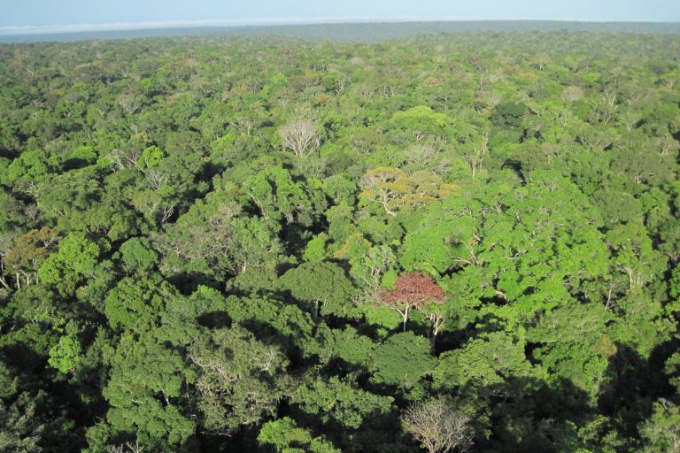 Amazon Rainforest: Hundreds of Ancient Structures Found