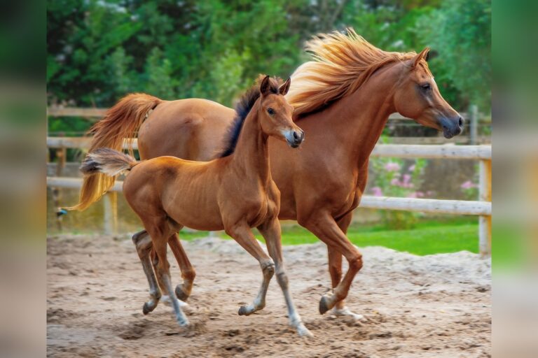 Horses Identify Threats Using Only Visual Cues, Study Finds