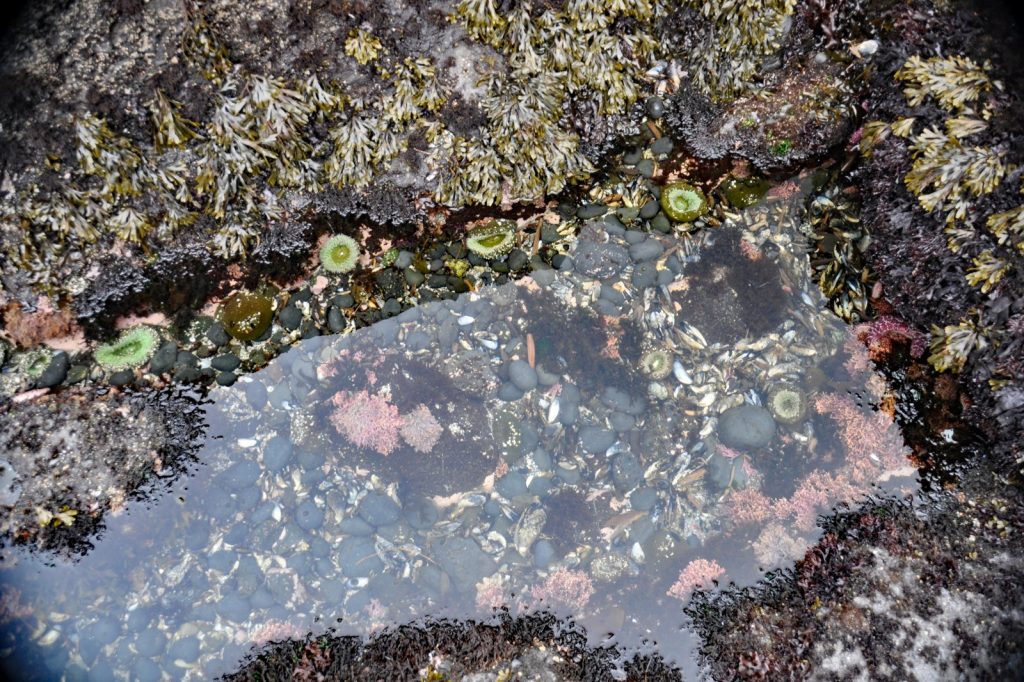 Can organisms live in tidal pools?