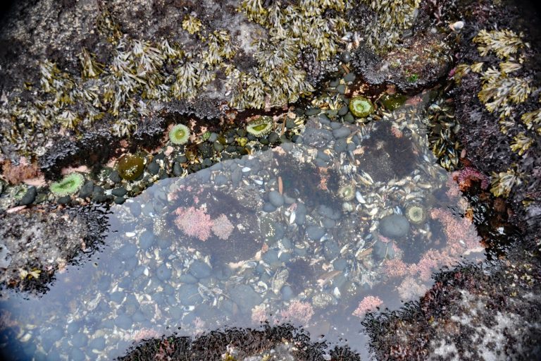 Can organisms live in tidal pools?
