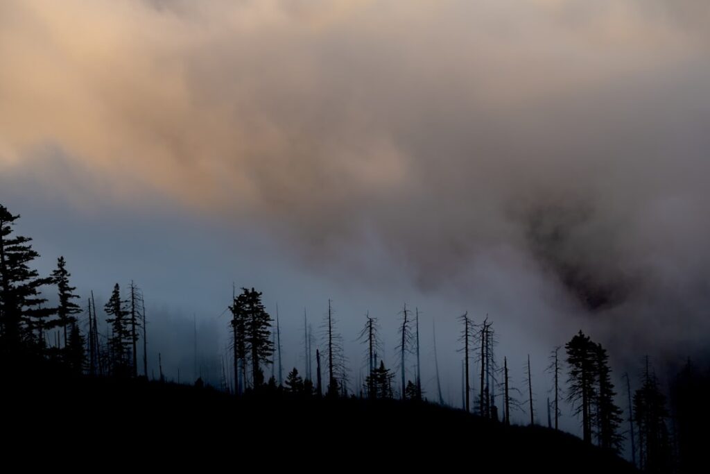 Smoke from Canadian wildfires blankets a forested landscape, with orange haze obscuring the horizon and trees silhouetted against the hazy sky.