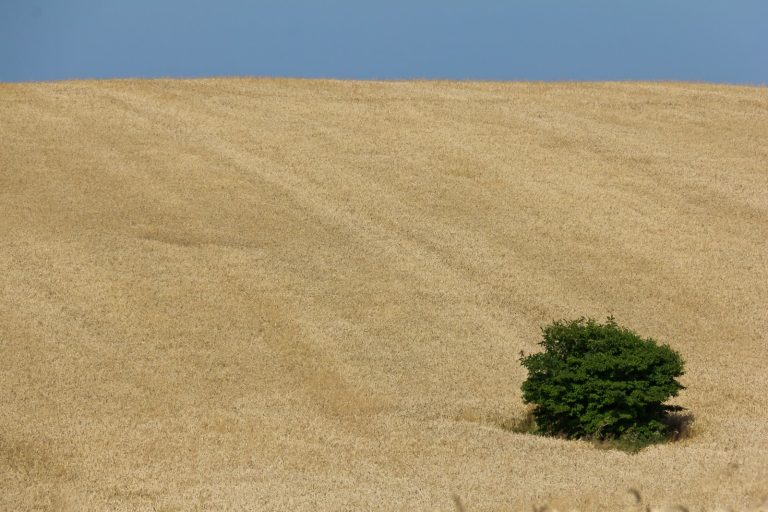 Russia’s Black Sea Campaign Cuts Ukrainian Grain Exports, Threatening Global Food Security