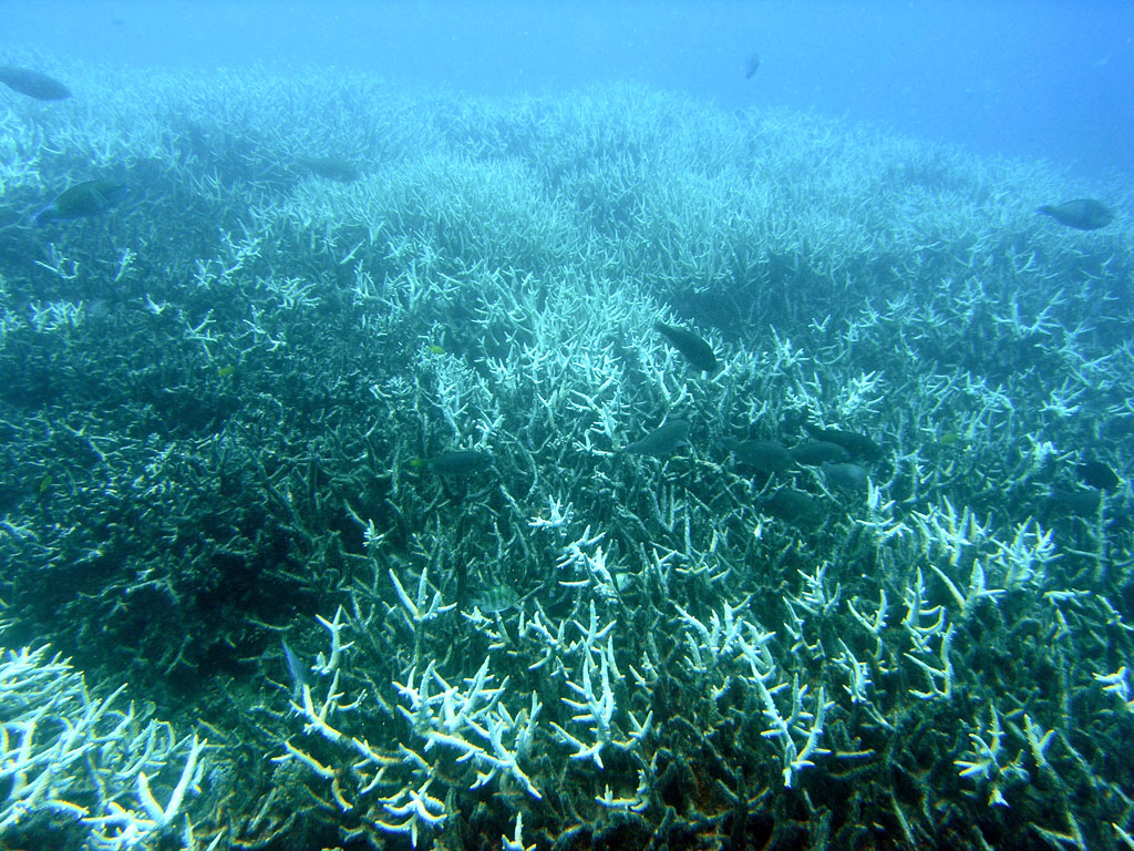 84% of Coral Reefs Hit by Bleaching Since 2023