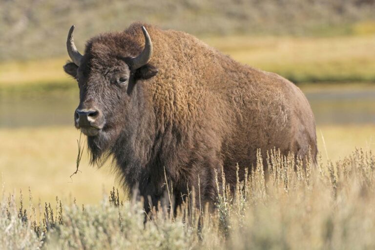 Railroad’s Role in Bison Extermination, Native Displacement, 1869-1890