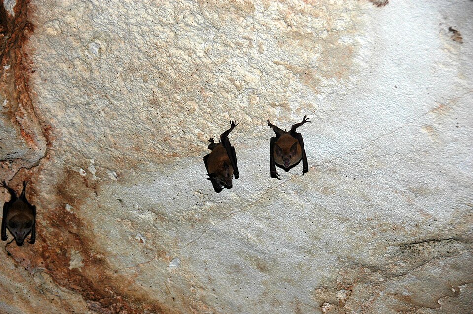 Bat Colony In A Cave