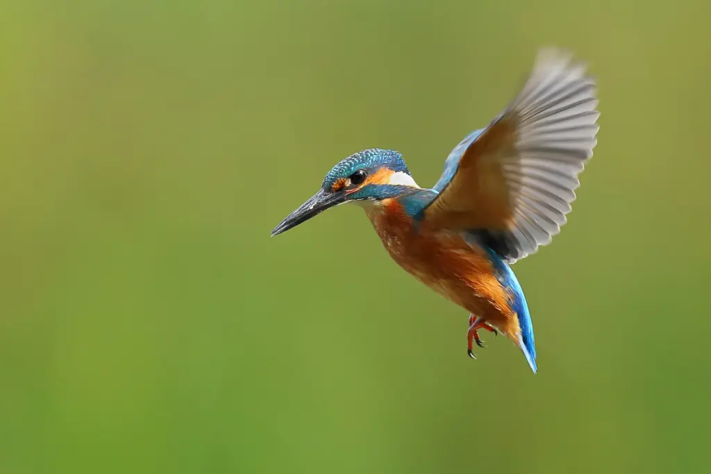 Bird In Flight