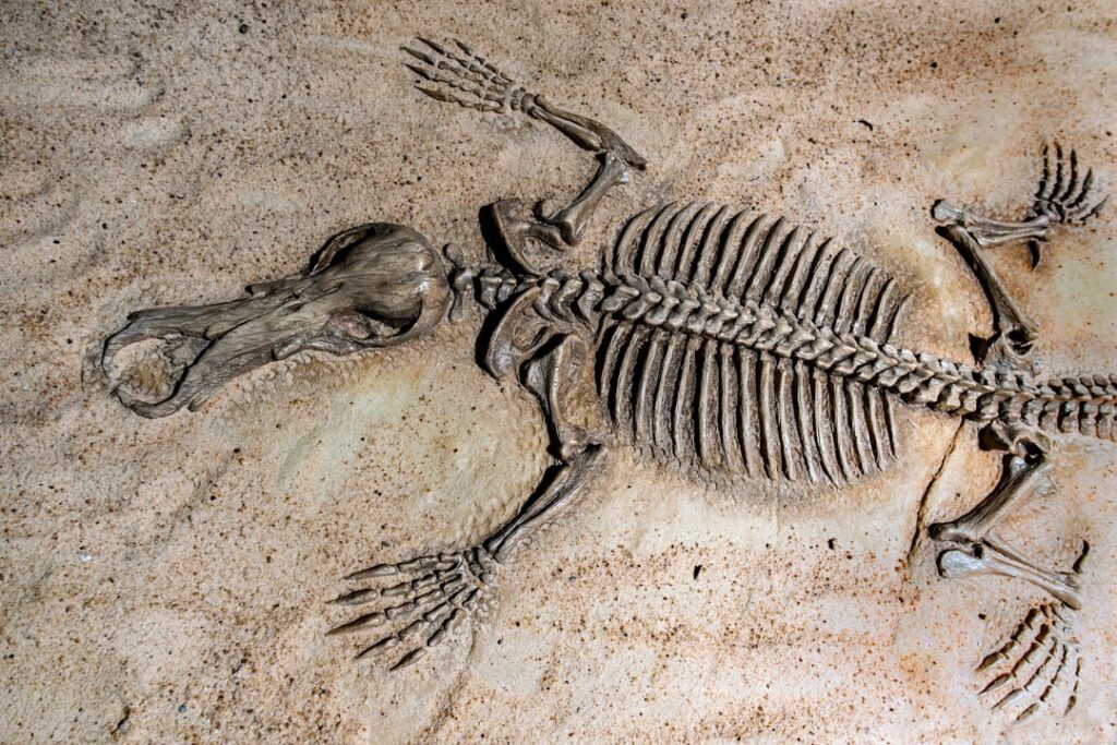 Fossil remains of the hadrosaur Gonkoken nanoi displayed in a Chilean laboratory, with researchers examining the 72-million-year-old bones.