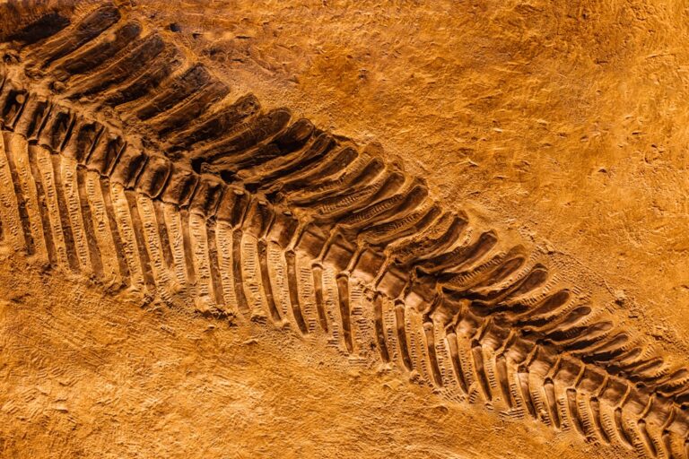 Fossil of Chinese Pterosaur Reveals Iridescent Green and Magenta Feathers