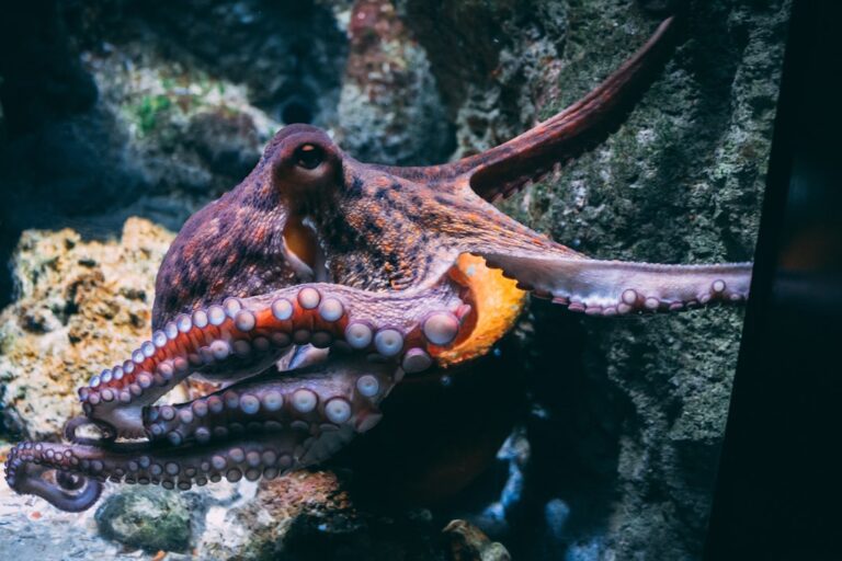 Fossil Jaws Show Cretaceous Octopuses Reached Whale-Like Sizes