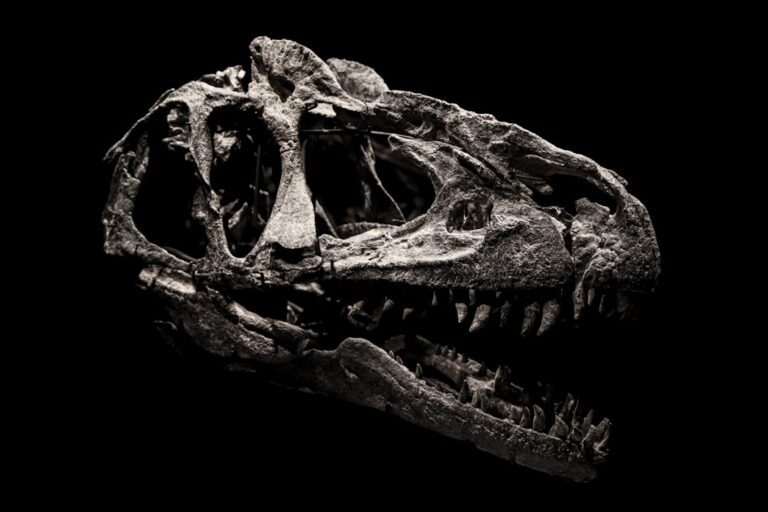 New Theropod Species Discovered in Kyrgyzstan’s Balabansai Formation Rocks