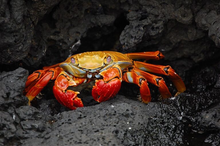 Scientists Explain Why Crabs Pull Each Other Back into the Bucket
