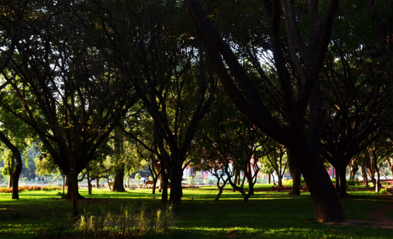 New book explores Cubbon Park through 26 interviews with its users