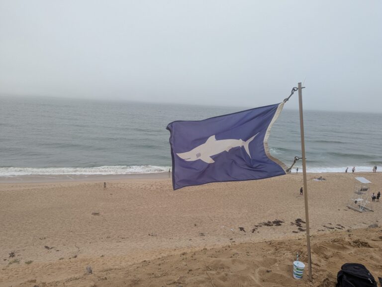 Fatal Shark Attack Claims Life at Egyptian Resort Destination