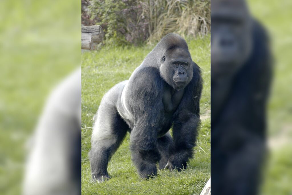 Gorilla