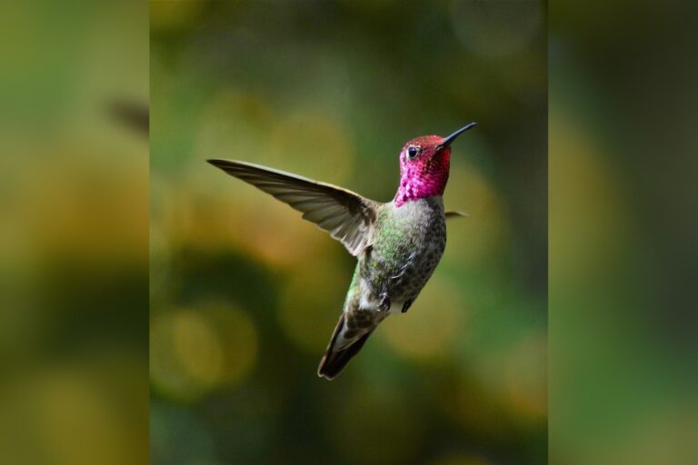 Hummingbird Decline Tied to Habitat Loss, Pesticides, Climate Change