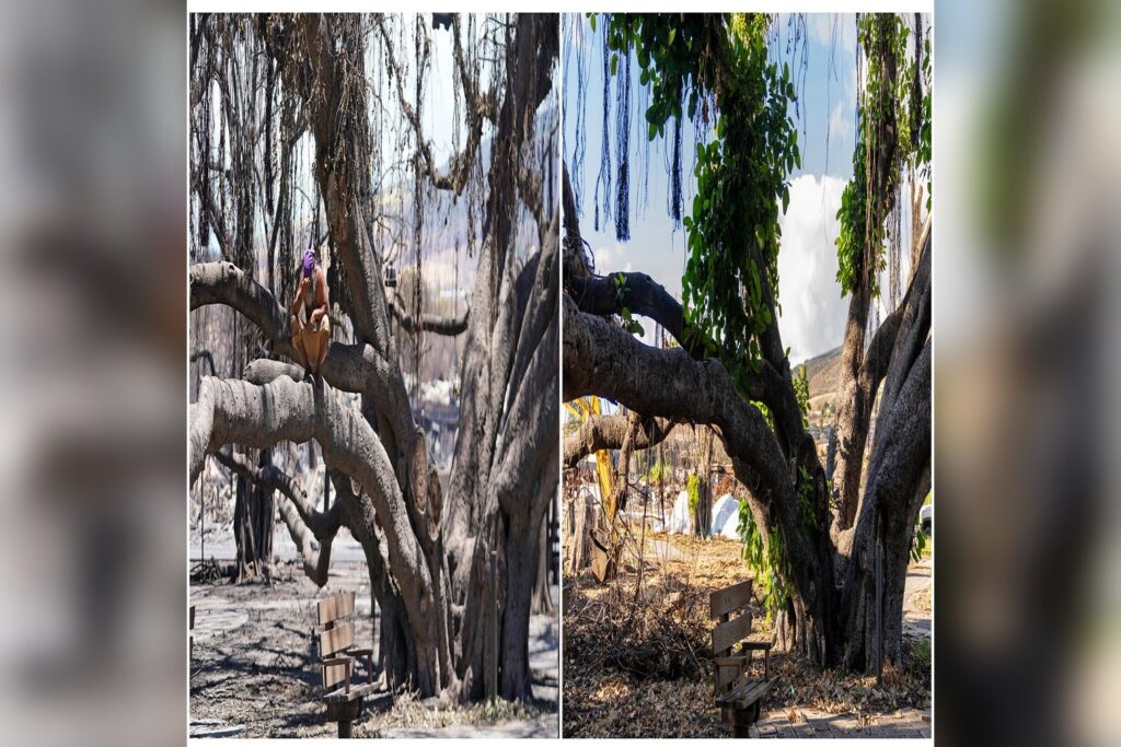 Lahaina Historic Banyan Tree Survives Devastating