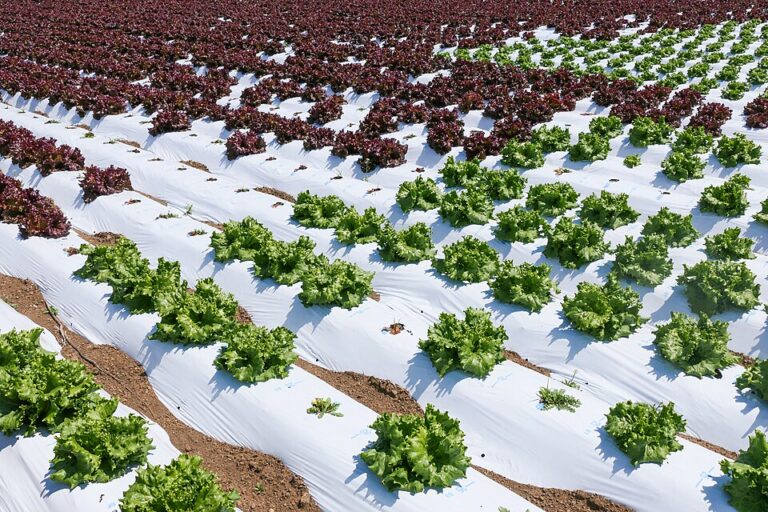 Scientists Grow Animal Protein in Lettuce, Tobacco for Sustainable Food