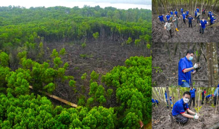Malaysia’s Mangrove Restoration Program Gets Private Backing