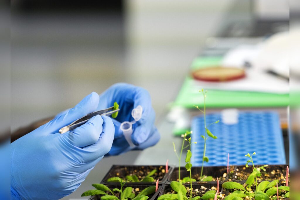 Plant Genetic Engineering Lab
