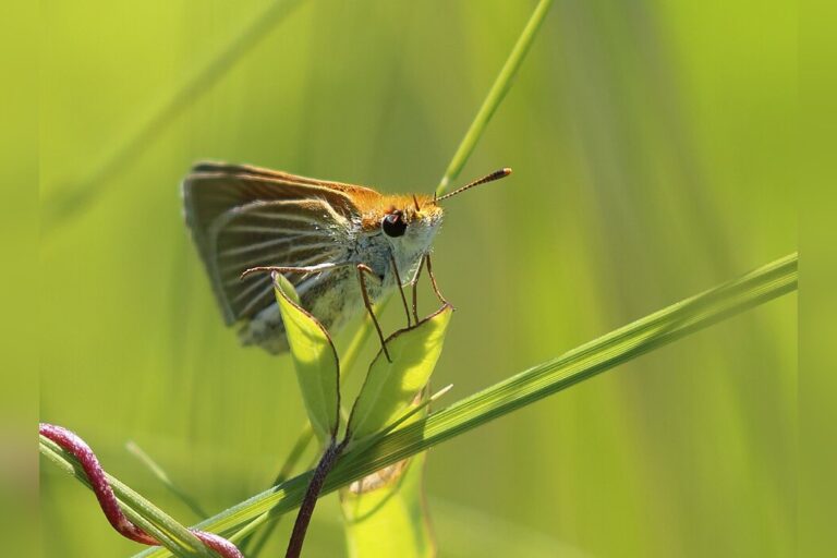 In 2022, researchers found just nine Poweshiek skipperlings