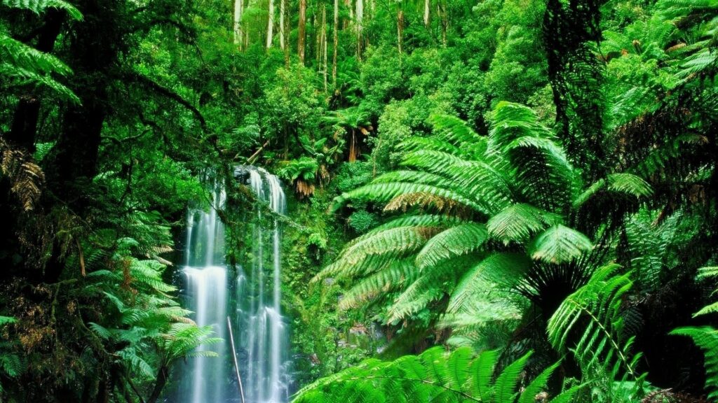 Rainforest
