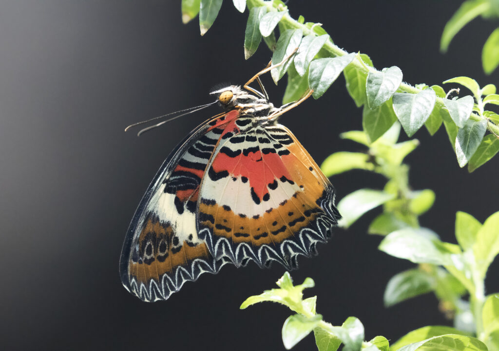 Tropical Butterfly